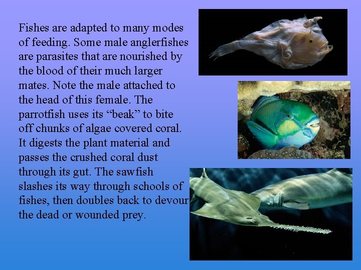 Fishes are adapted to many modes of feeding. Some male anglerfishes are parasites that
