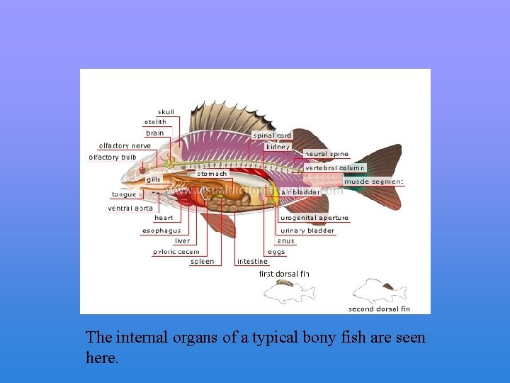 The internal organs of a typical bony fish are seen here. 