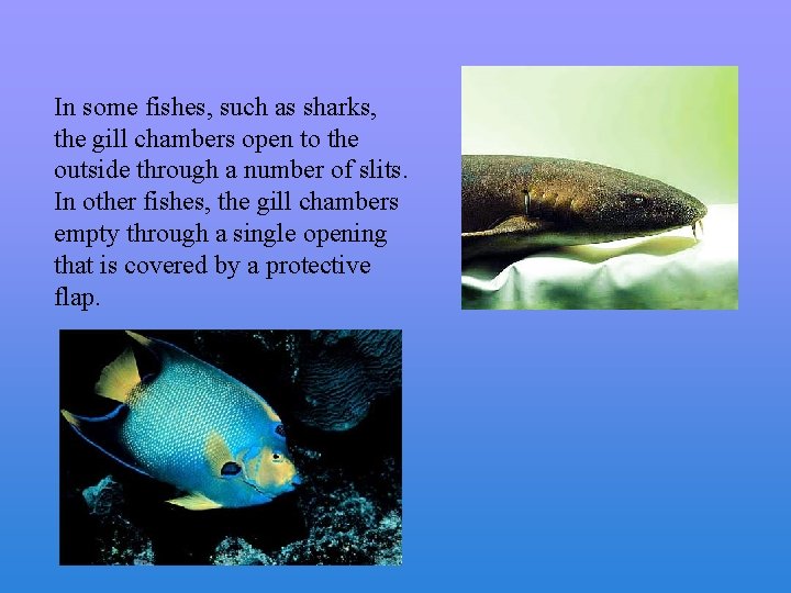 In some fishes, such as sharks, the gill chambers open to the outside through