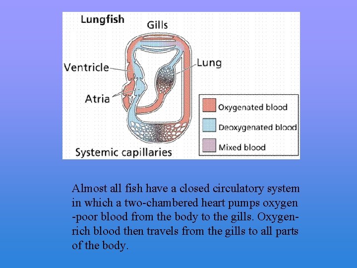 Almost all fish have a closed circulatory system in which a two-chambered heart pumps