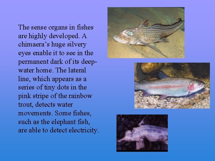 The sense organs in fishes are highly developed. A chimaera’s huge silvery eyes enable