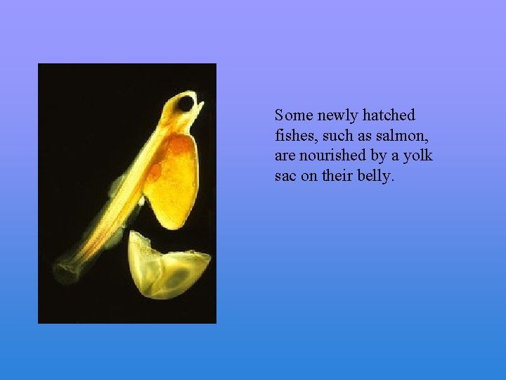 Some newly hatched fishes, such as salmon, are nourished by a yolk sac on