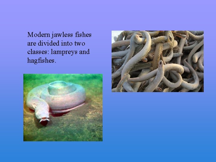 Modern jawless fishes are divided into two classes: lampreys and hagfishes. 