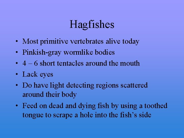Hagfishes • • • Most primitive vertebrates alive today Pinkish-gray wormlike bodies 4 –