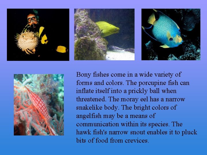 Bony fishes come in a wide variety of forms and colors. The porcupine fish