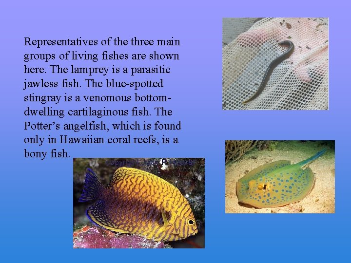 Representatives of the three main groups of living fishes are shown here. The lamprey