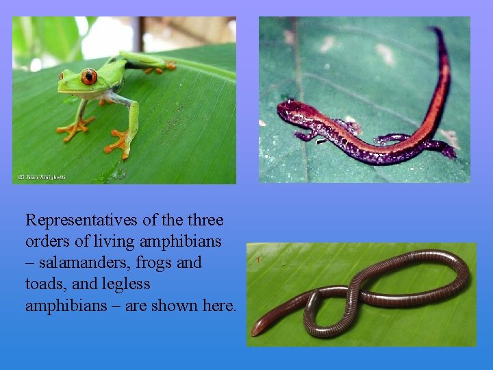 Representatives of the three orders of living amphibians – salamanders, frogs and toads, and