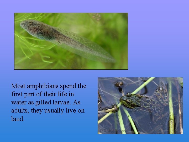 Most amphibians spend the first part of their life in water as gilled larvae.