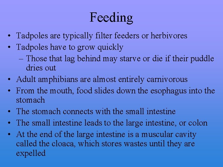 Feeding • Tadpoles are typically filter feeders or herbivores • Tadpoles have to grow