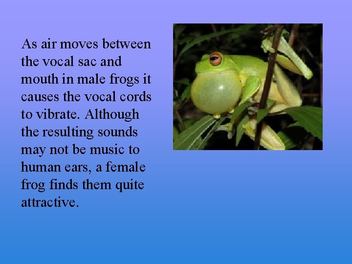 As air moves between the vocal sac and mouth in male frogs it causes