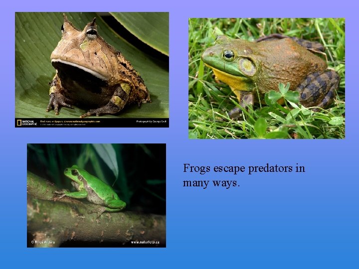 Frogs escape predators in many ways. 