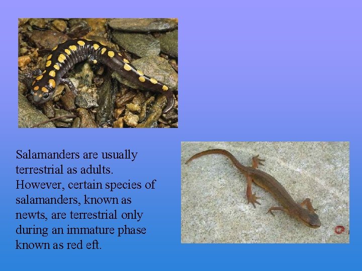 Salamanders are usually terrestrial as adults. However, certain species of salamanders, known as newts,