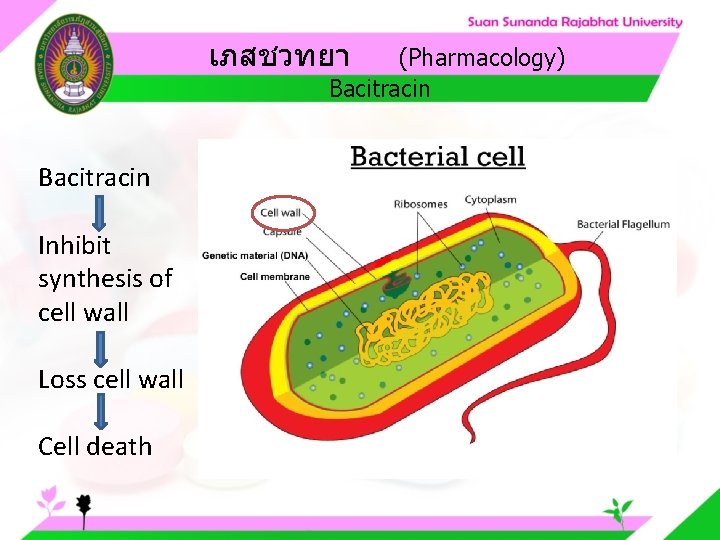 เภสชวทยา (Pharmacology) Bacitracin Inhibit synthesis of cell wall Loss cell wall Cell death 