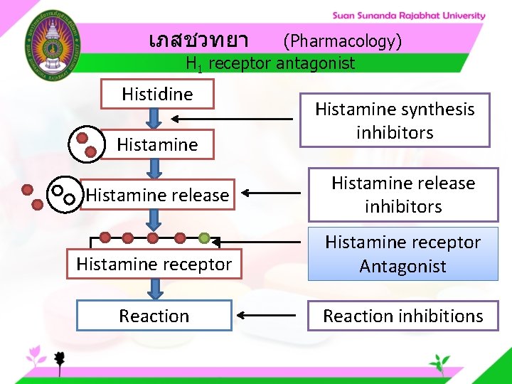 เภสชวทยา (Pharmacology) H 1 receptor antagonist Histidine Histamine release Histamine synthesis inhibitors Histamine release