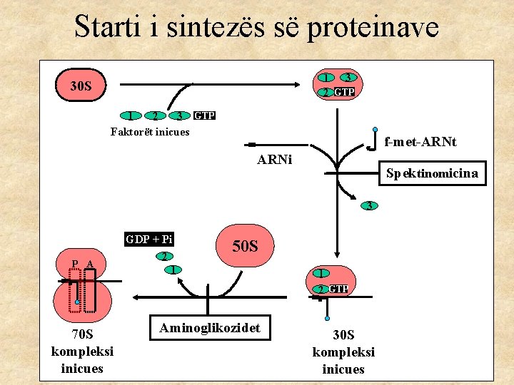 Starti i sintezës së proteinave 1 3 2 GTP 30 S 1 2 3