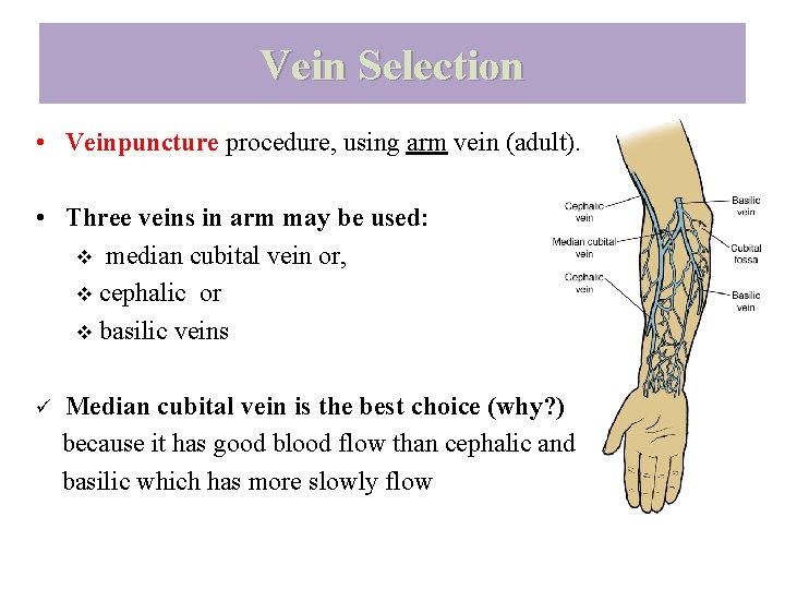 Vein Selection • Veinpuncture procedure, using arm vein (adult). • Three veins in arm