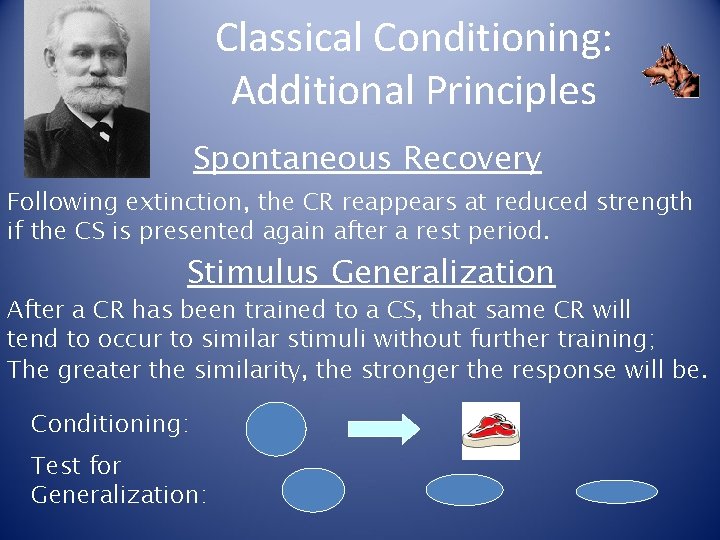 Classical Conditioning: Additional Principles Spontaneous Recovery Following extinction, the CR reappears at reduced strength