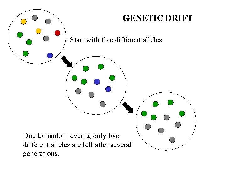 GENETIC DRIFT Start with five different alleles Due to random events, only two different