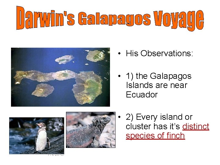  • His Observations: • 1) the Galapagos Islands are near Ecuador • 2)