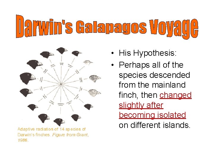  • His Hypothesis: • Perhaps all of the species descended from the mainland