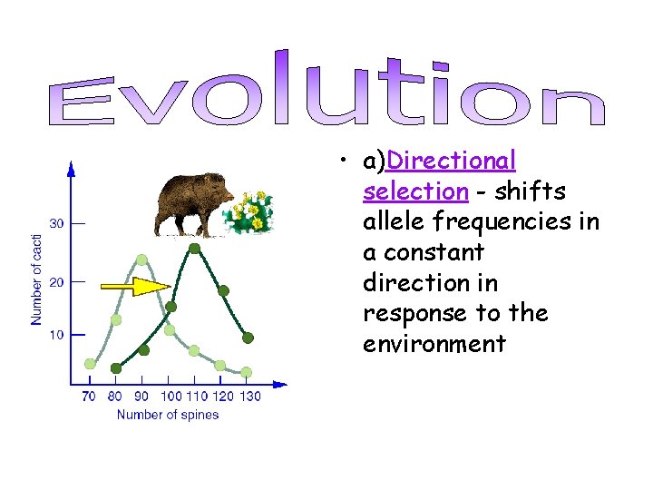  • a)Directional selection - shifts allele frequencies in a constant direction in response