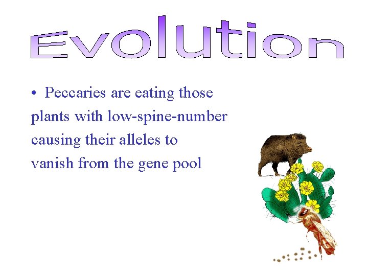  • Peccaries are eating those plants with low-spine-number causing their alleles to vanish