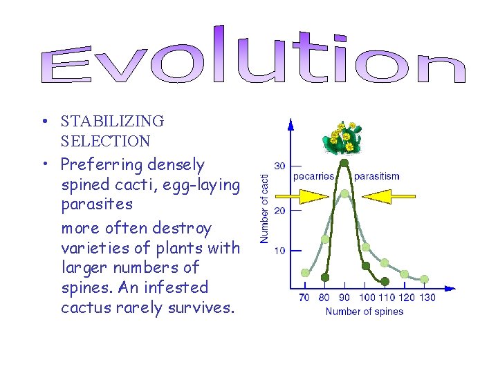  • STABILIZING SELECTION • Preferring densely spined cacti, egg-laying parasites more often destroy