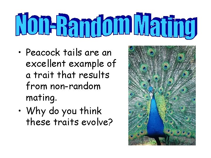  • Peacock tails are an excellent example of a trait that results from