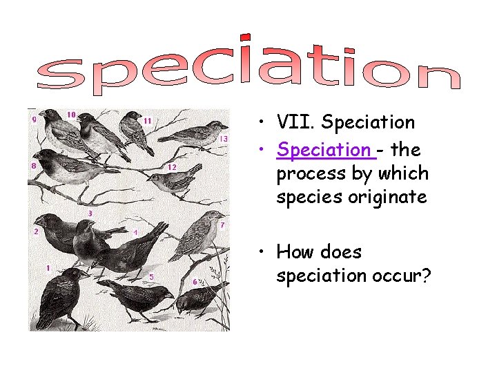  • VII. Speciation • Speciation - the process by which species originate •