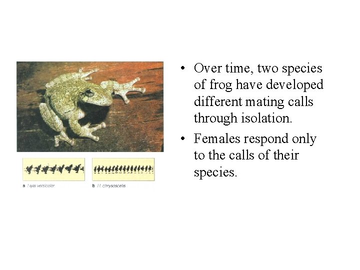  • Over time, two species of frog have developed different mating calls through