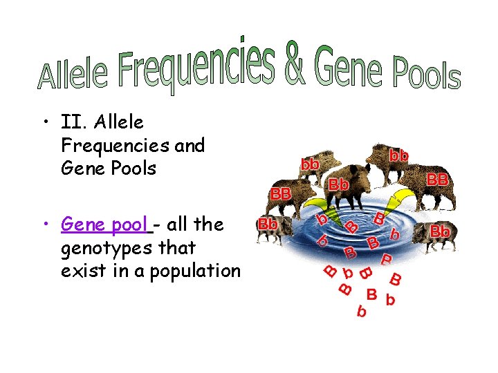  • II. Allele Frequencies and Gene Pools • Gene pool - all the