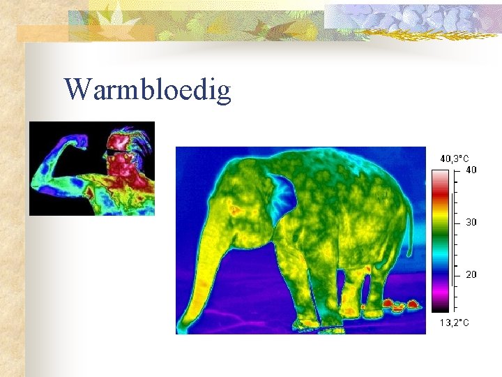 Warmbloedig 