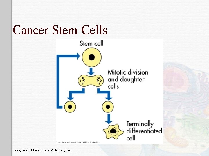 Cancer Stem Cells 11 Mosby items and derived items © 2006 by Mosby, Inc. Cancer Stem Cells 11 Mosby items and derived items © 2006 by Mosby, Inc.