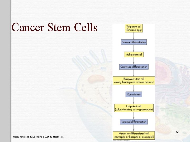 Cancer Stem Cells 12 Mosby items and derived items © 2006 by Mosby, Inc. Cancer Stem Cells 12 Mosby items and derived items © 2006 by Mosby, Inc.