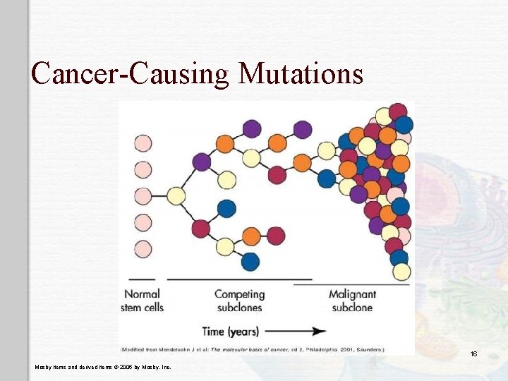 Cancer-Causing Mutations 16 Mosby items and derived items © 2006 by Mosby, Inc. 