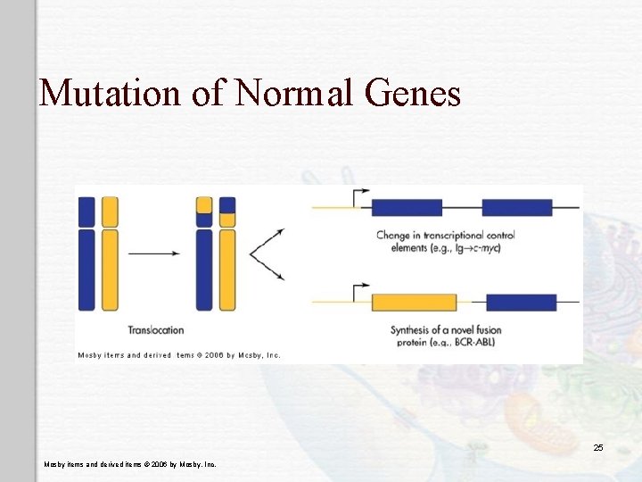 Mutation of Normal Genes 25 Mosby items and derived items © 2006 by Mosby, Mutation of Normal Genes 25 Mosby items and derived items © 2006 by Mosby,