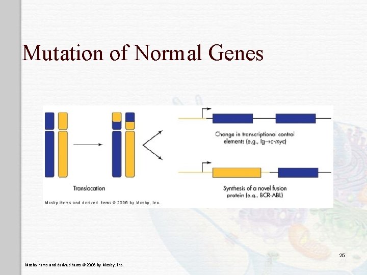 Mutation of Normal Genes 25 Mosby items and derived items © 2006 by Mosby,