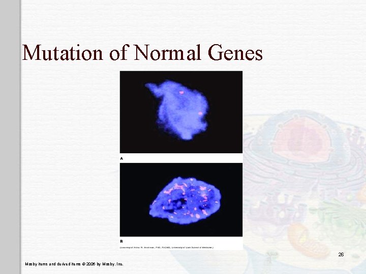 Mutation of Normal Genes 26 Mosby items and derived items © 2006 by Mosby,