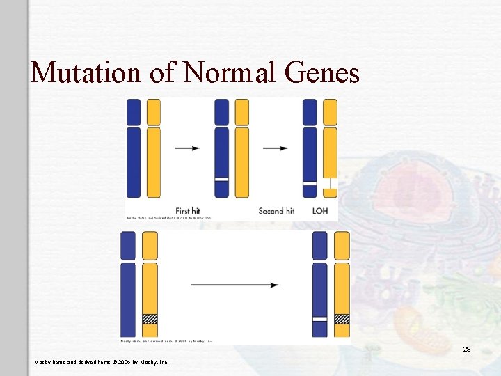 Mutation of Normal Genes 28 Mosby items and derived items © 2006 by Mosby,