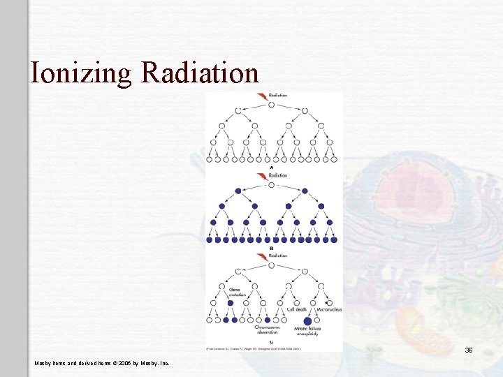 Ionizing Radiation 36 Mosby items and derived items © 2006 by Mosby, Inc. Ionizing Radiation 36 Mosby items and derived items © 2006 by Mosby, Inc.