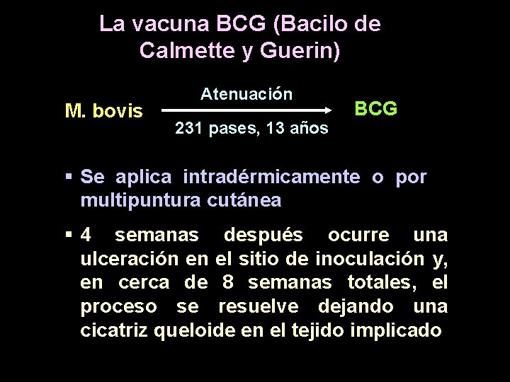 La vacuna BCG (Bacilo de Calmette y Guerin) M. bovis Atenuación 231 pases, 13