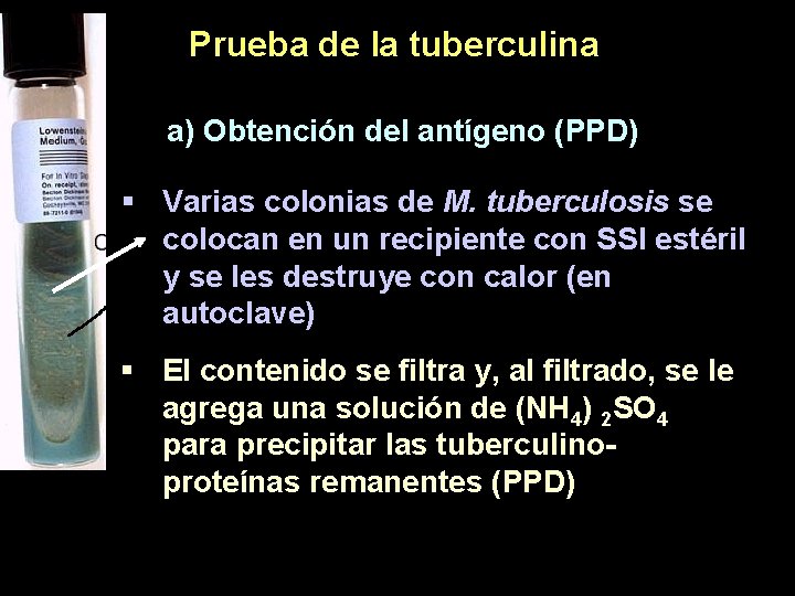 Prueba de la tuberculina a) Obtención del antígeno (PPD) § Varias colonias de M.