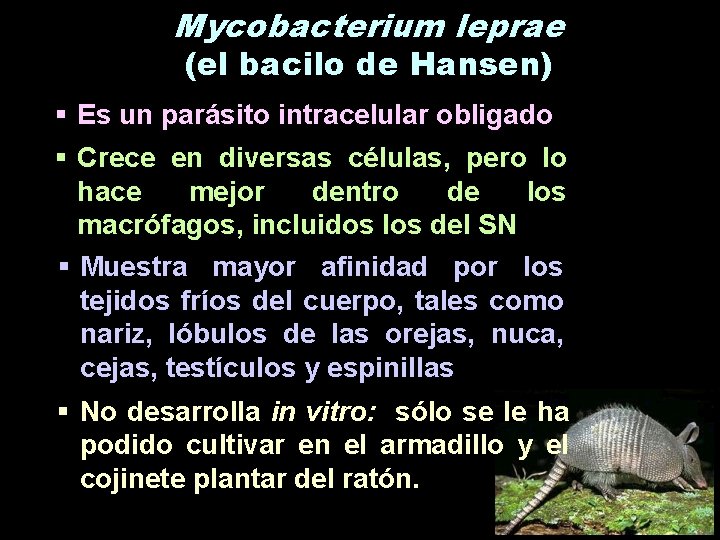 Mycobacterium leprae (el bacilo de Hansen) § Es un parásito intracelular obligado § Crece