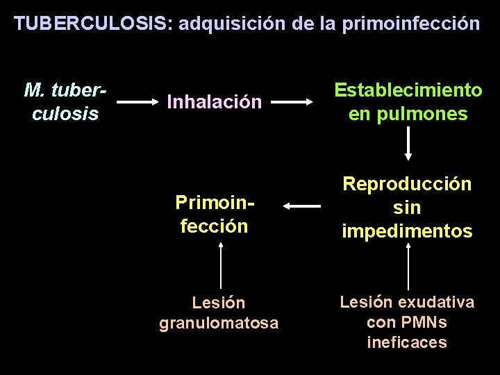 TUBERCULOSIS: adquisición de la primoinfección M. tuberculosis Inhalación Establecimiento en pulmones Primoinfección Reproducción sin