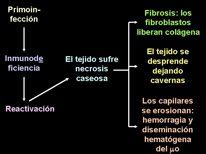 Primoinfección Inmunode ficiencia Reactivación Fibrosis: los fibroblastos liberan colágena El tejido sufre necrosis caseosa