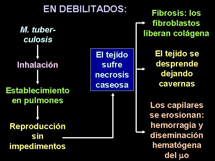 EN DEBILITADOS: M. tuberculosis Inhalación Establecimiento en pulmones Reproducción sin impedimentos El tejido sufre