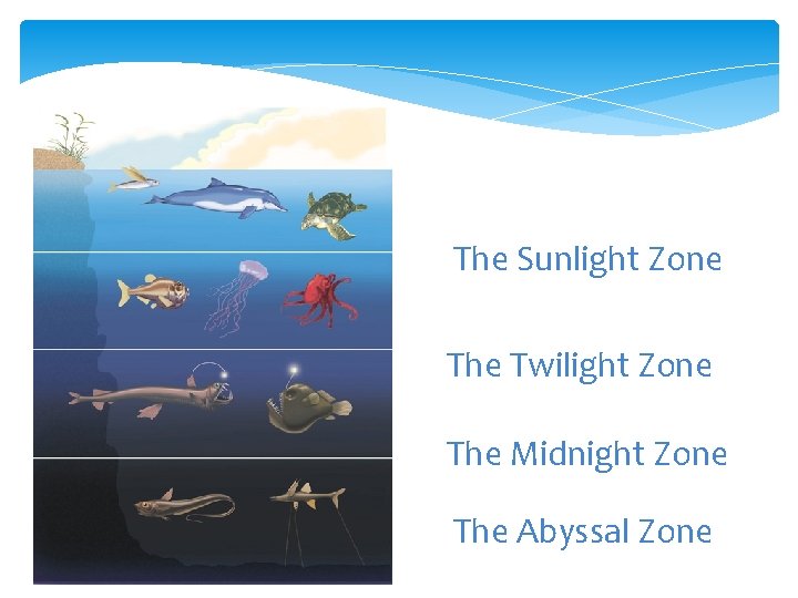 The Sunlight Zone The Twilight Zone The Midnight Zone The Abyssal Zone 