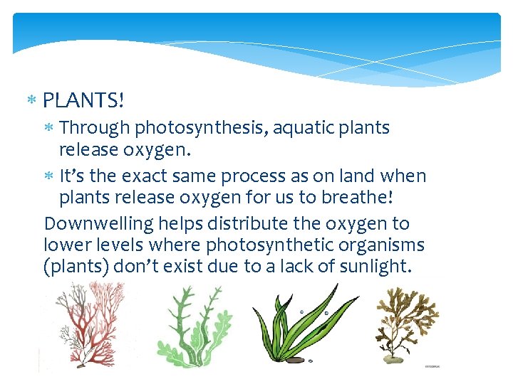  PLANTS! Through photosynthesis, aquatic plants release oxygen. It’s the exact same process as