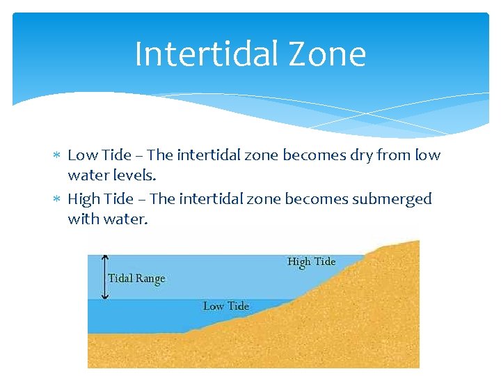 Intertidal Zone Low Tide – The intertidal zone becomes dry from low water levels.