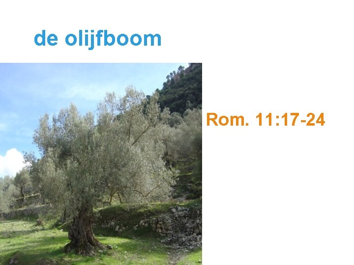 de olijfboom Rom. 11: 17 -24 